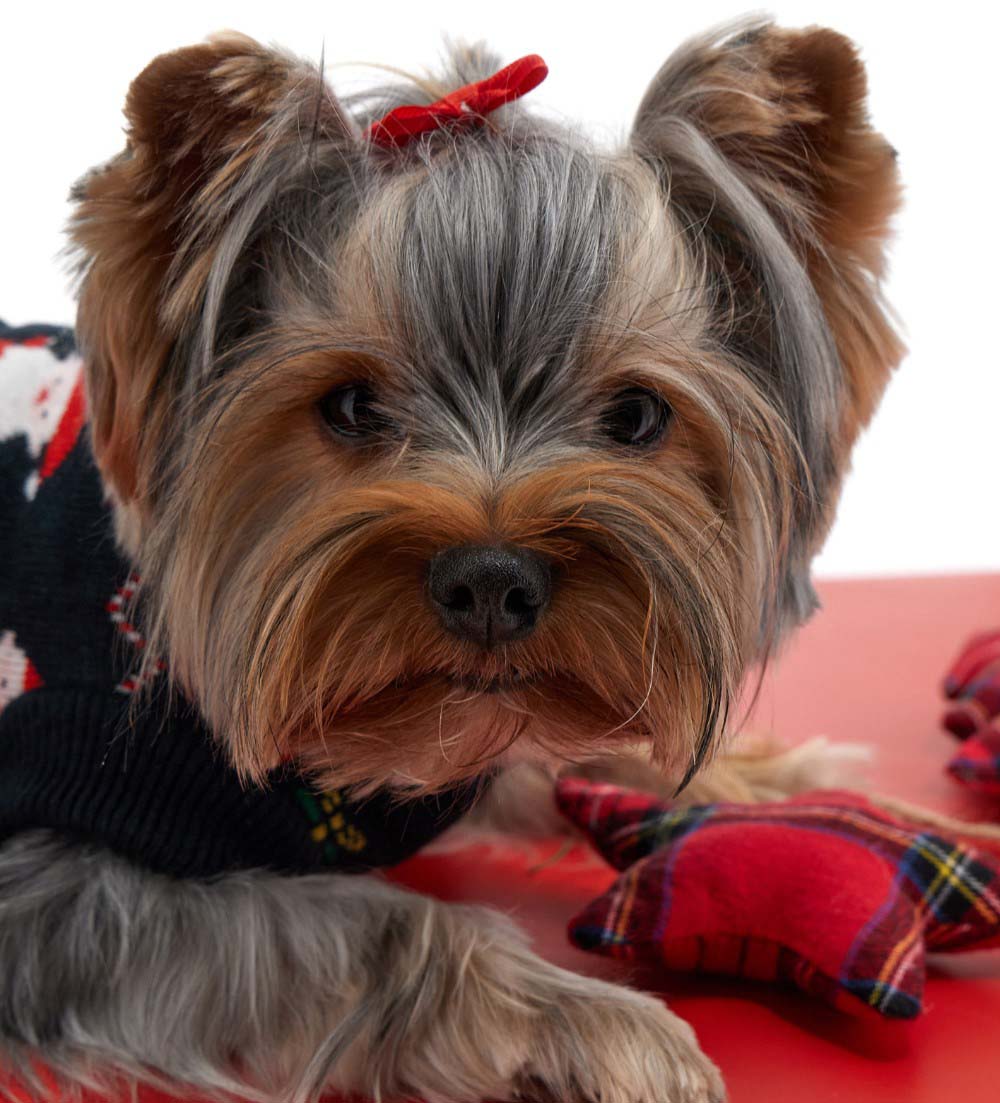 Christmas Capsule Dog Puppy Sweater